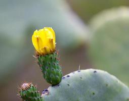 primavera fioritura su un' spinoso Pera cactus foto