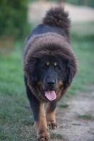 tibetano mastino razza cane foto