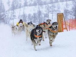 il musher che si nasconde dietro la slitta alla corsa dei cani da slitta sulla neve in inverno foto