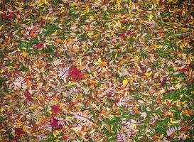 colorato backround Immagine di caduto autunno le foglie. selettivo messa a fuoco foto