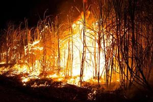 la canna da zucchero viene bruciata per rimuovere le foglie esterne attorno agli steli prima della raccolta foto