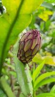 rosso Drago frutta fiori nel il cortile, ovaio, uno di il frutta con molti Salute benefici, un' salutare dieta. pitahaya. pitaya foto