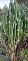 bellissimo euforbia canariense, un' alto cactus pianta per il giardino. acqua resistente pianta foto