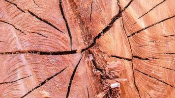 il sfondo di il tagliare legna rivela il modello e dettagli o struttura di il legna a il nucleo. legna taglio sfondo foto