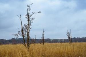 solitario morto alberi. asciutto erba nel il Aperto aria. autunno natura. foto