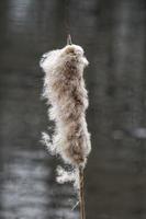 giunco di palude o tifa --typha latifolia-- a lago nel marzo, germania foto