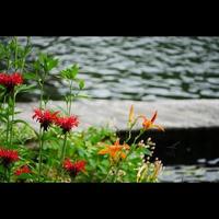 fiori selvatici di un' lago foto