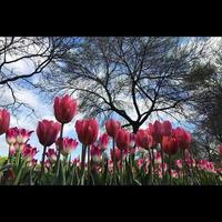 tulipani in giardino foto