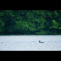 lunatico sul lago foto