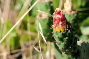 fioritura cactus avvicinamento foto