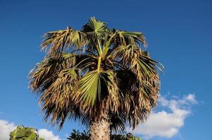 bellissimo Visualizza con palma alberi foto