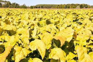 verde impianti avvicinamento foto