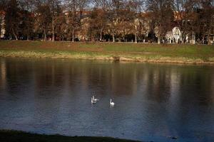 tre cigni nel fiume uzh, uzhgorod. caldo soleggiato giorno. natura ambiente. foto