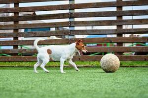 cane giocare calcio su il campo foto