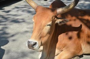 Marrone mucca seduta su il strada foto