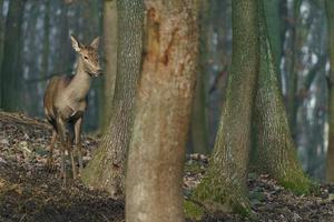 rosso cervo nel foresta foto