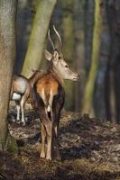 rosso cervo nel foresta foto