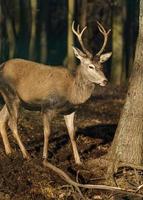 rosso cervo nel foresta foto