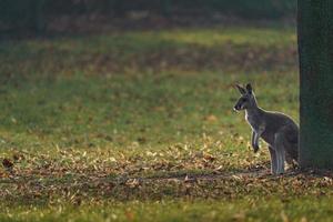 rosso canguro con controluce foto