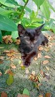 nero gattino posa giù davanti Visualizza foto