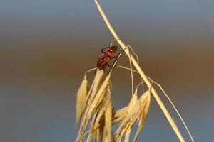 insetti siamo un' classe di invertebrato artropodi. foto