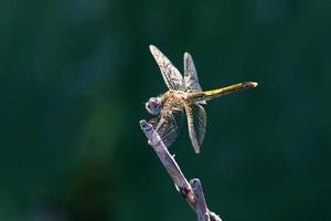 insetti siamo un' classe di invertebrato artropodi. foto