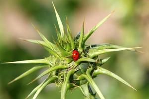 insetti siamo un' classe di invertebrato artropodi. foto