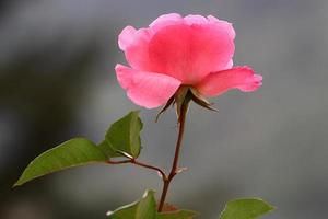 un' selvaggio rosa fiori nel un' città parco nel settentrionale Israele. foto