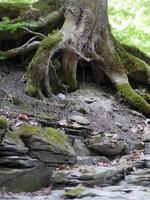 fiume lavato lontano albero radici esposto foto