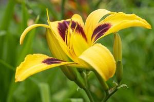 giorno giglio, hemerocallis foto