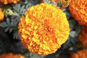 bellissimo giallo calendula nel il giardino. foto