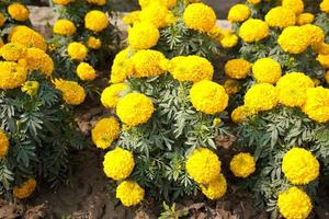 bellissimo giallo calendula nel il giardino. foto