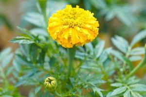 bellissimo giallo calendula nel il giardino. foto