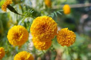 bellissimo giallo calendula nel il giardino. foto