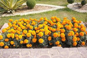 bellissimo giallo calendula nel il giardino. foto