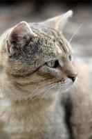 triste museruola ritratto di un' grigio a strisce soriano gatto con verde occhi, selettivo messa a fuoco foto