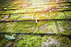 vecchio di legno tetto piastrelle modello con verde muschio struttura sfondo foto