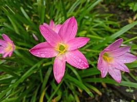 il rosa pioggia giglio è un' specie di pianta di il genere zephyranthes o pioggia giglio nativo per Perù e Colombia. foto