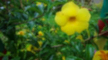 bellissimo e sbalorditivo giallo allamanda catartica fiore foto