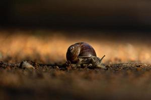 elica pomatia su il terra foto