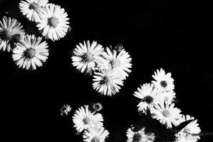 margherita con molti fiori con nero sfondo. nero e bianca raffigurato. fiori isolato foto