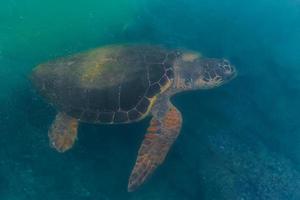 mare verde tartaruga alimentazione su alghe su il fondale marino vicino il costa, animali di il mediterraneo mare. tartaruga - caretta caretta selettivo messa a fuoco foto