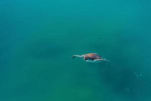 verde mare tartaruga emerge a partire dal il mediterraneo mare per inalare aria su il superficie di il mare. tartaruga - caretta caretta selettivo messa a fuoco foto