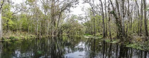 immagine di bella suwannee fiume e gemello rvers stato foresta nel Florida nel primavera durante giorno foto