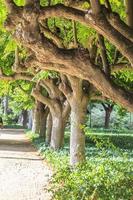 Visualizza per massiccio albero steli nel un' parco la zona nel Barcellona foto