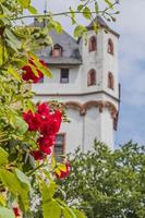 portriat di rosso Rose e eltville castello Torre nel sfondo durante giorno foto