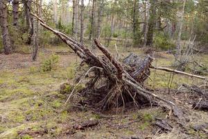 un vecchio rotto sta morendo albero nel il foresta è un' simbolo di vecchio età, energia e Morte foto