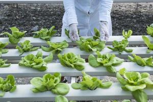 donna contadino mani Lavorando su biologico idroponica verdura azienda agricola proprietario di un' idroponica verdura giardino qualità ispezione di verdure nel serra piantare trame piccolo cibo produzione attività commerciale id foto