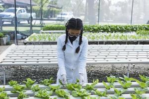 donna contadino mani Lavorando su biologico idroponica verdura azienda agricola proprietario di un' idroponica verdura giardino qualità ispezione di verdure nel serra piantare trame piccolo cibo produzione attività commerciale id foto