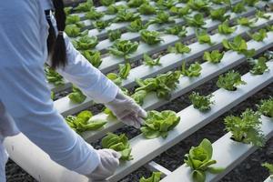 donna contadino mani Lavorando su biologico idroponica verdura azienda agricola proprietario di un' idroponica verdura giardino qualità ispezione di verdure nel serra piantare trame piccolo cibo produzione attività commerciale id foto